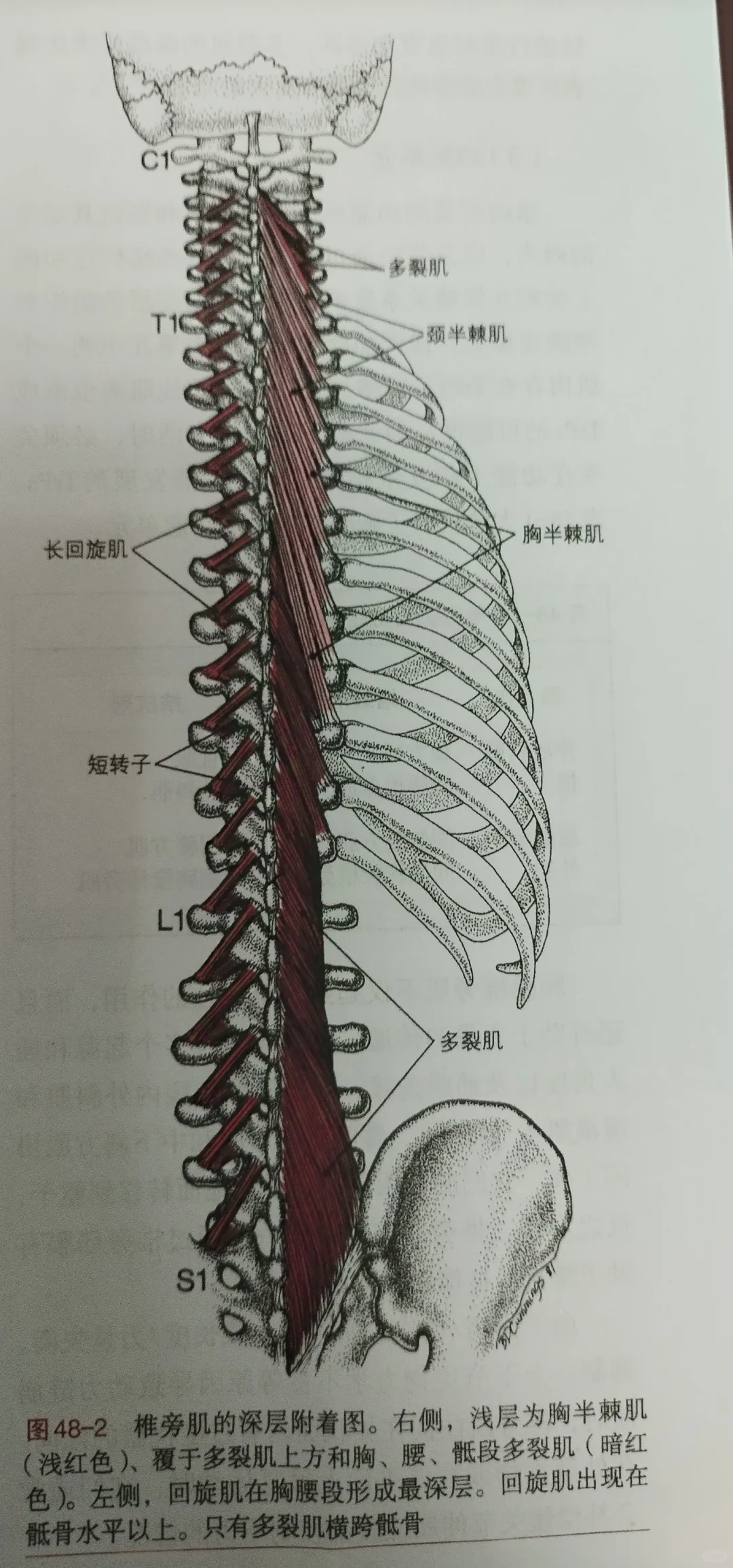 胸腰椎旁肌深层(横突脊肌)