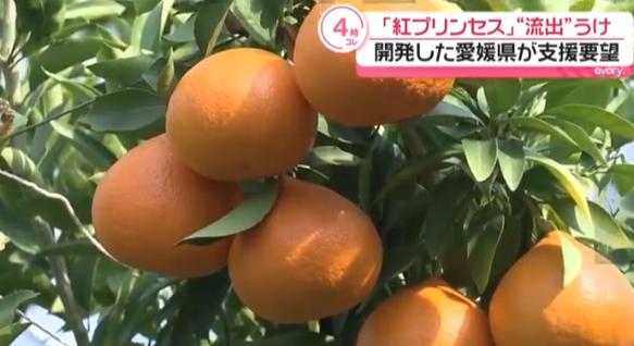 日方要求中方停种红公主柑橘，将赴华收集完整证据。6月22日，爱媛县知事中村时广直