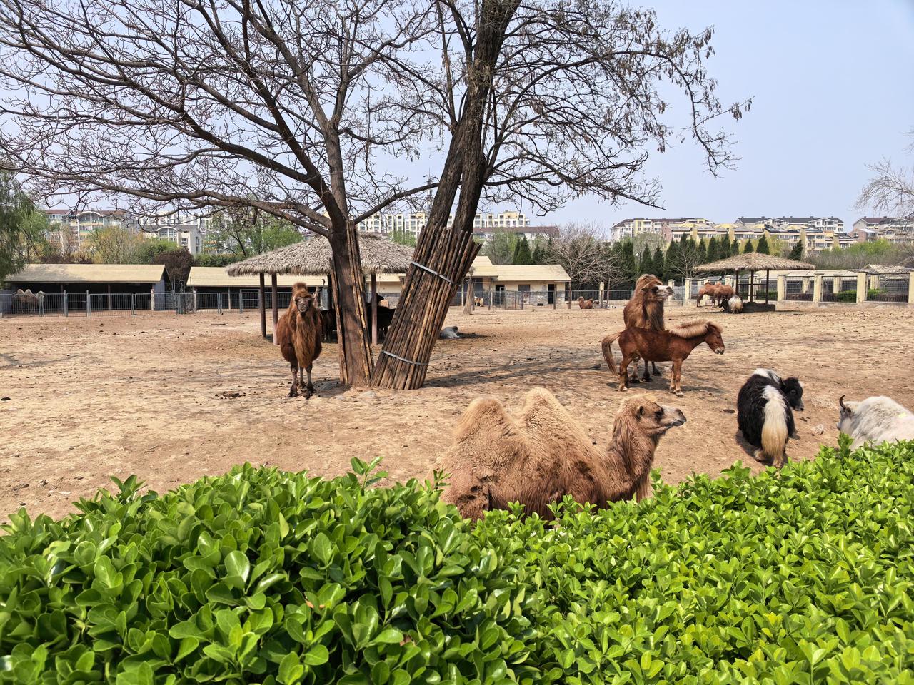 记录我的2026今天炸的春芽饼很好吃。