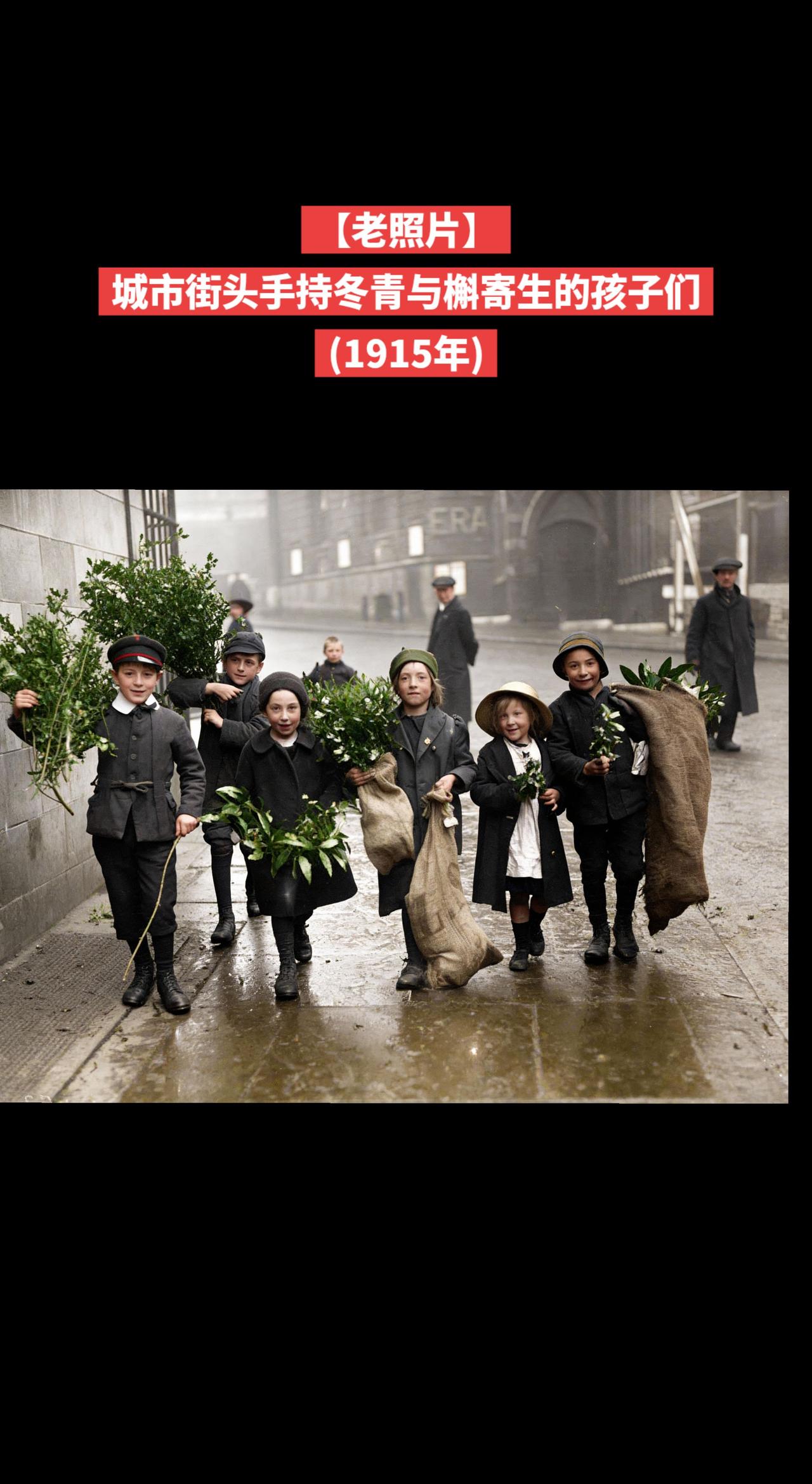 【老照片】城市街头手持冬青与槲寄生的孩子们
(1915年)