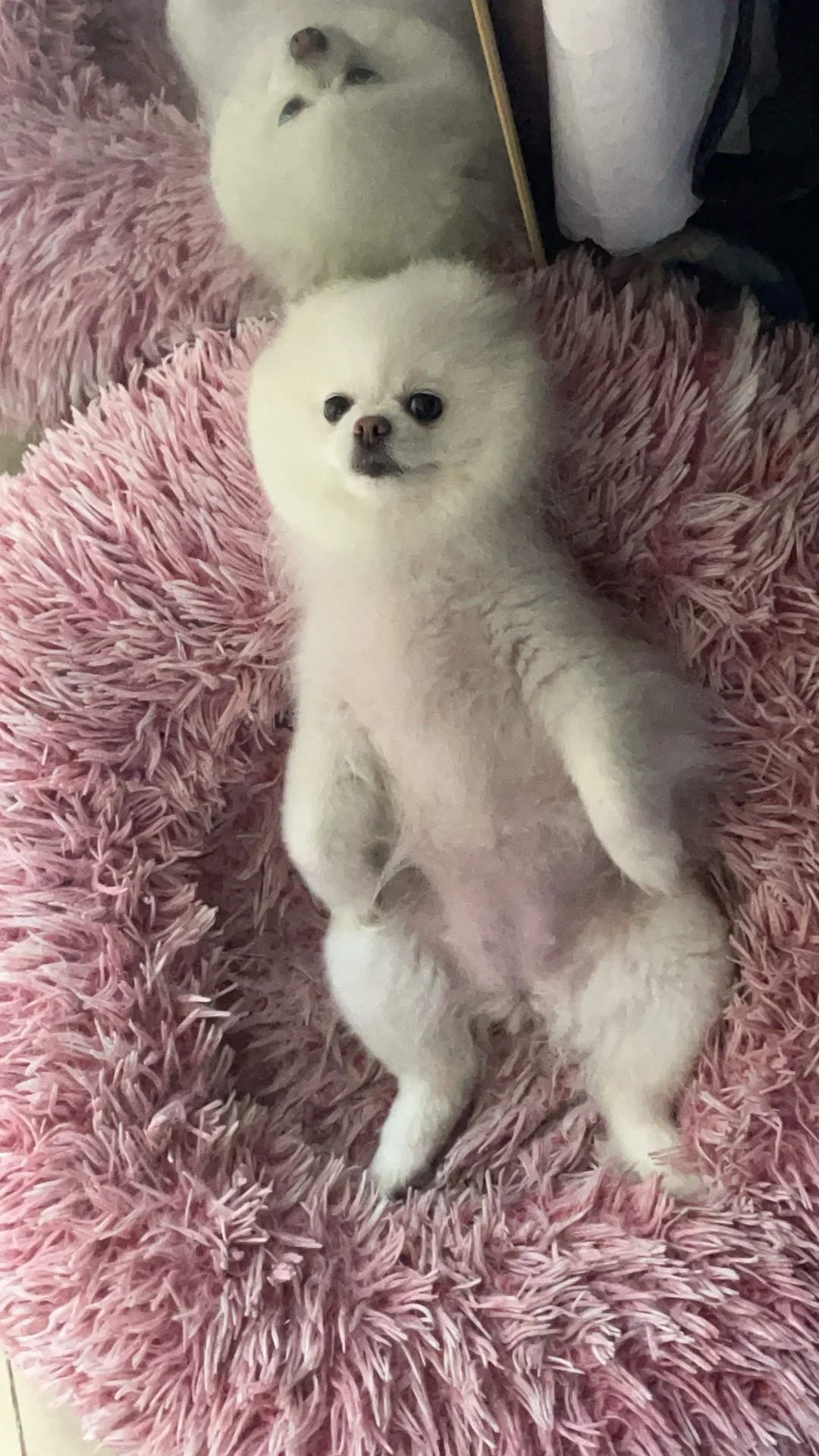 洗完澡看起来人模狗样的