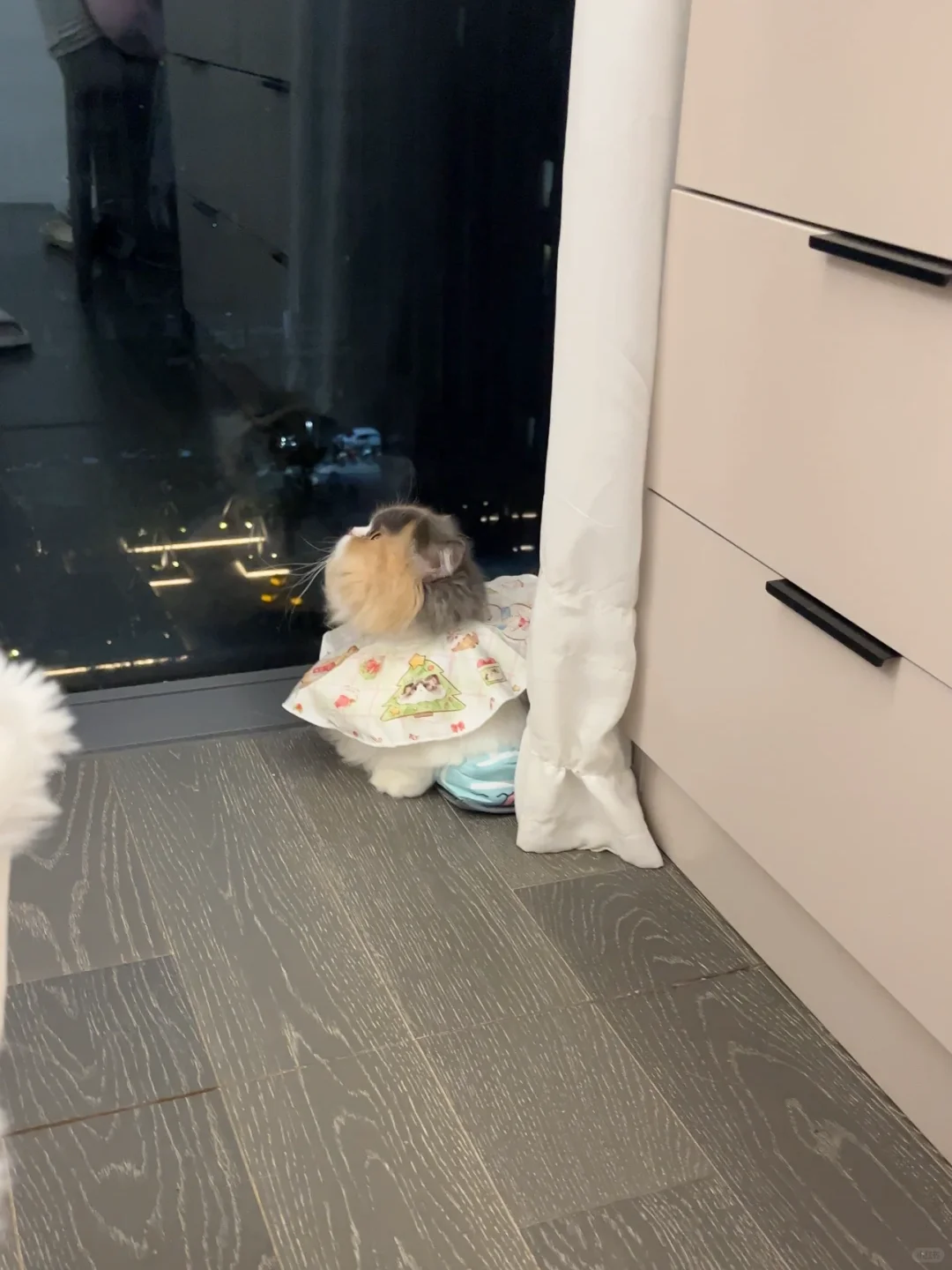 晚了3分钟放饭它就这样了…