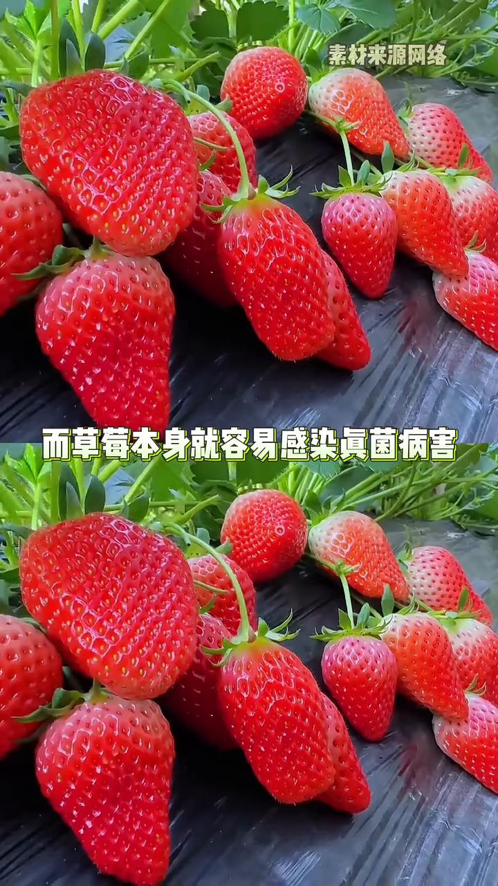 是一年315冻干草莓被检出重金属超标。福建漳州一批次冻干草莓镉含量严重超标，还查