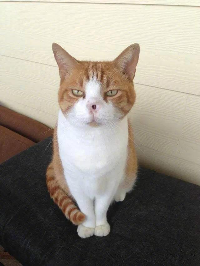 因皮肤癌而切除鼻子的猫咪，不过从它的表情上来看，好像并不在意。。后期恢复的也特别