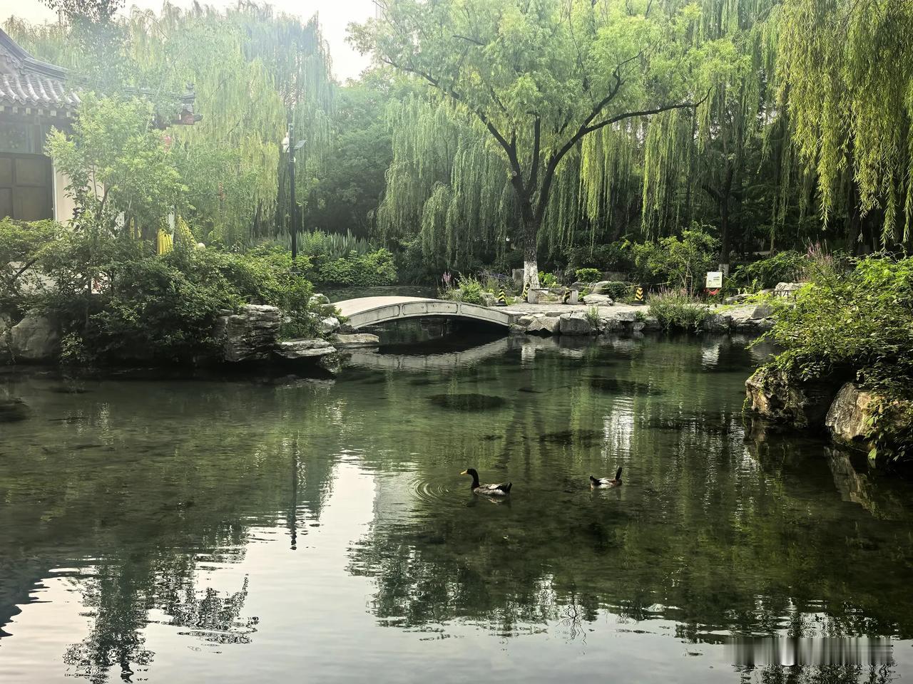 五龙潭的泉水清澈，绿头鸭清凉畅游