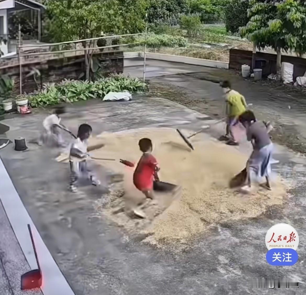 近日广东，一场大雨即将来临，有一户家里大人不在家，院子门口晒了满满一地稻谷，空荡