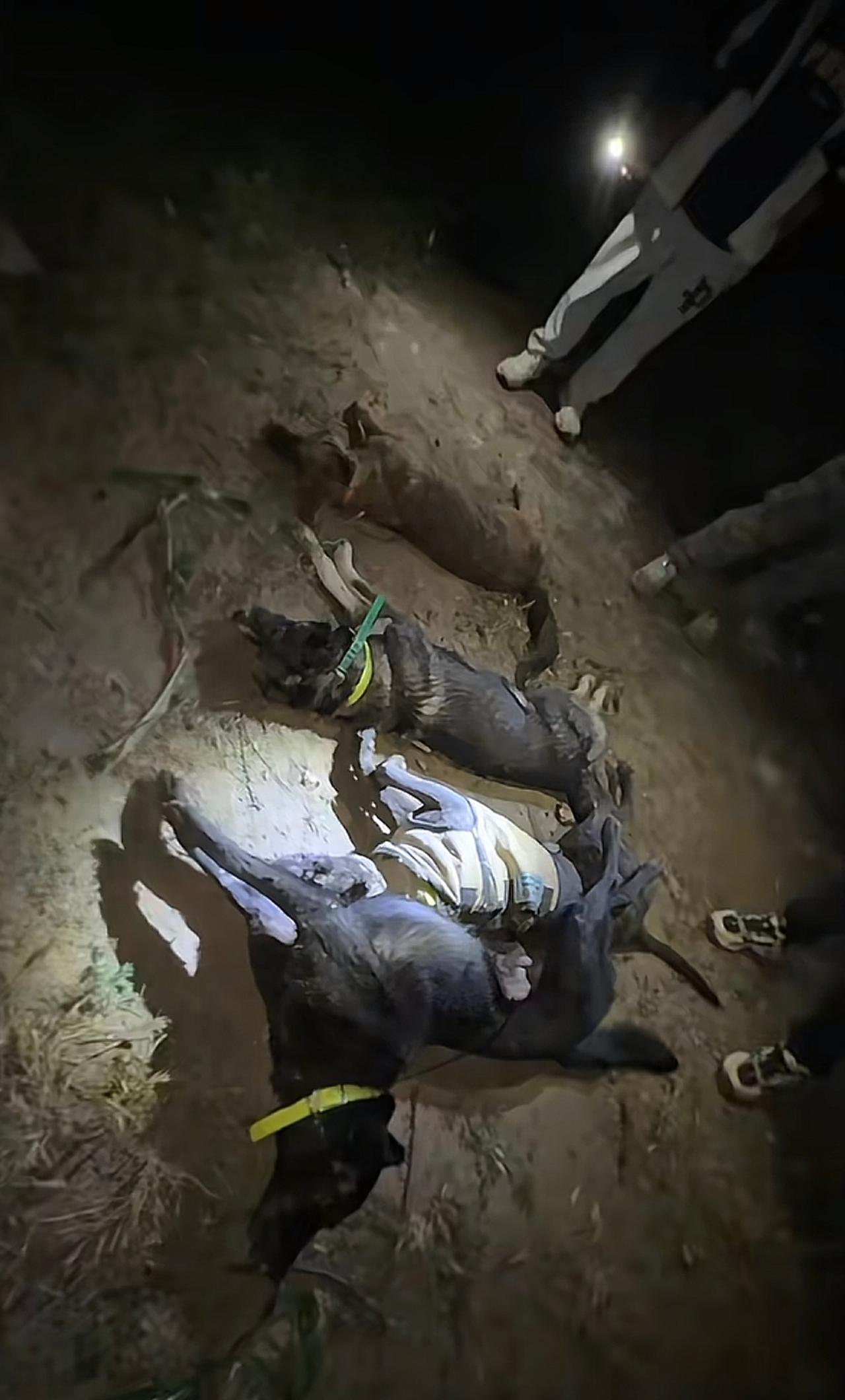 四只猎犬被电死，死的太憋屈，主人太寒心。本是好意帮助农民驱赶野猪，每次行动前都再