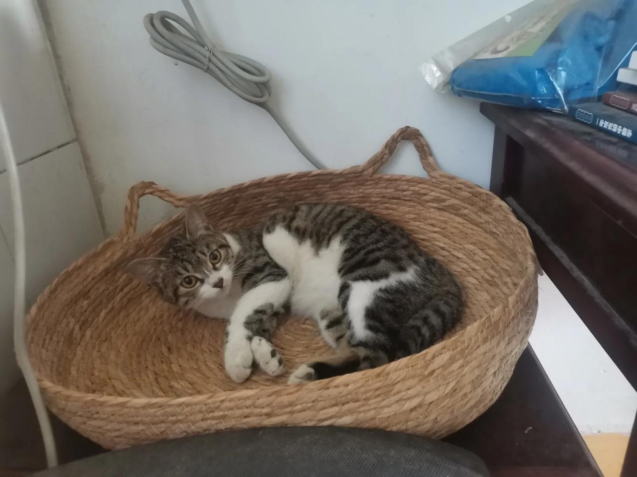 两只初哥搞了半天都搞不定，母猫只知道撅屁股，公猫只知道爬上去，就是进不去[捂脸]
