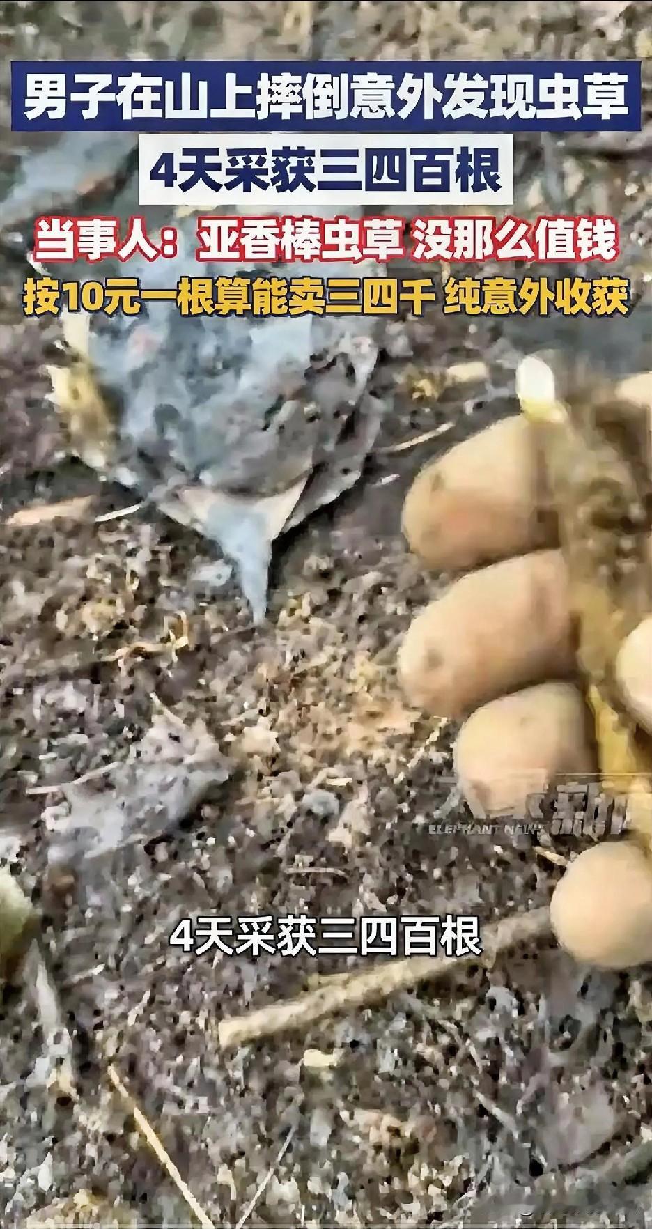 什么？一次摔倒竟然意外发现虫草。 4天采获几百根！网友炸锅了…

咱就说这运气来