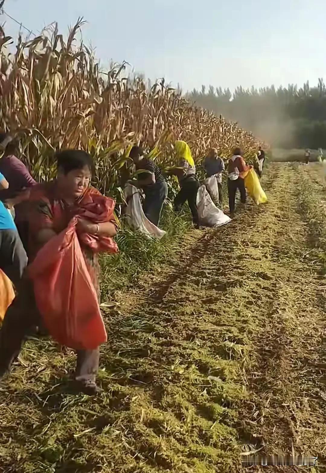 土地是山东的，捡玉米的人是安徽阜阳的，挨骂的是河南人