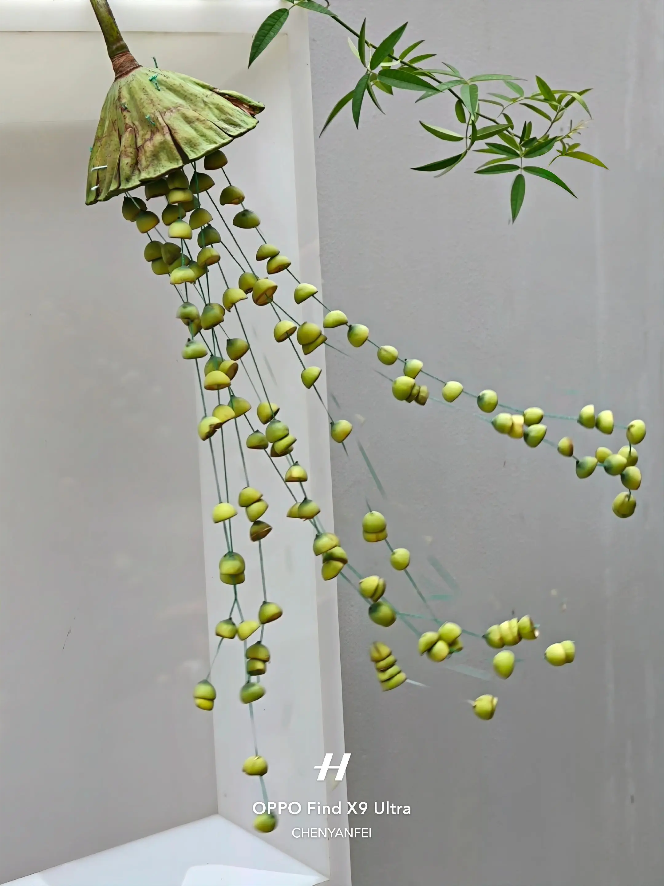 正好她用莲子做了个绿色的风铃🎐 遇到餐厅用莲子 做了一个绿色的风铃?...
