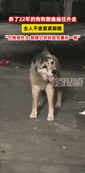 看哭了！江西一小伙发视频，养了22年的狗狗一拐一拐的往外走，时不时回头看向家里，