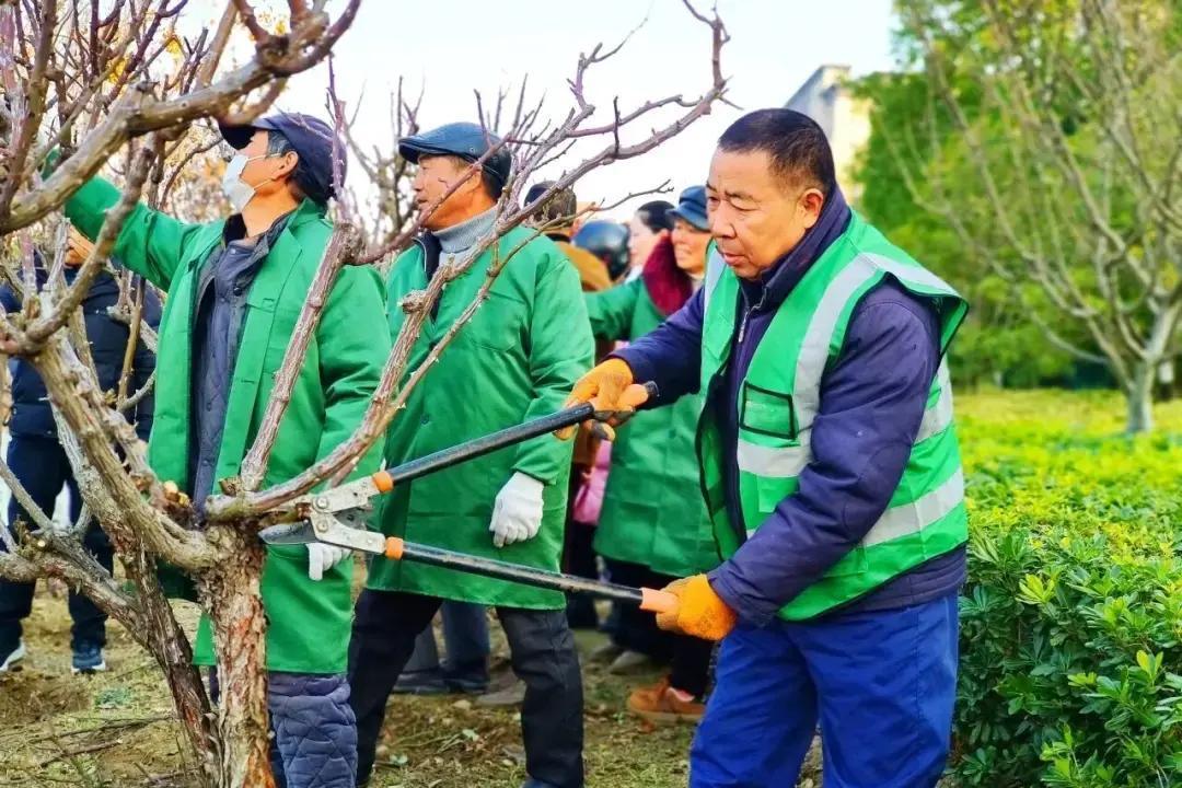 阜阳街头现在正热闹！园林工人正在大刀阔斧给路边的月季做冬季大修剪，很多市民看到剪