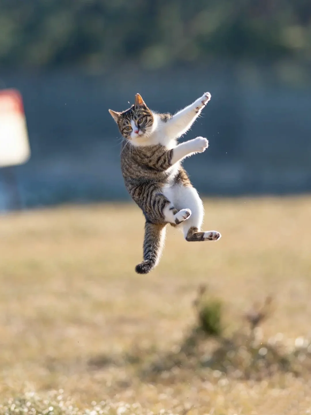 一跃而起的狸花猫