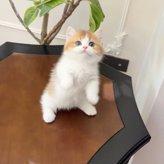 金加白矮脚弟弟|这是什么人间小布丁🥰