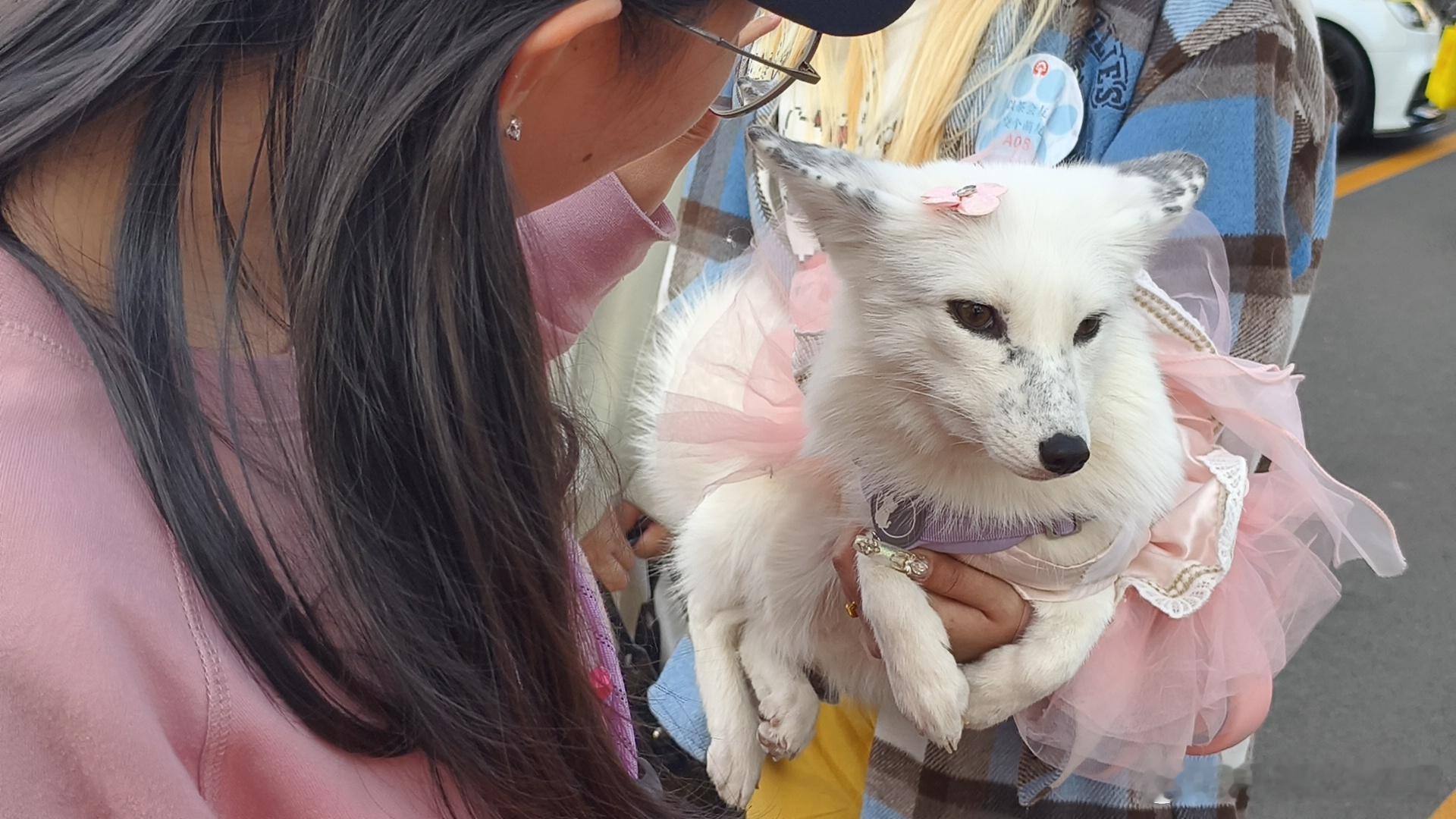 现在其实有毛孩子的家庭感觉越来越多，宠物陪伴也成为了更多年轻人的生活方式，所以宠