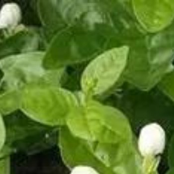 茉莉种植方法 土壤：选疏松肥沃、排水好的微酸性土壤（可混合腐叶土、园土、河沙）。