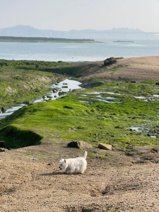 在厦门 和小狗偶遇了海上绿洲！