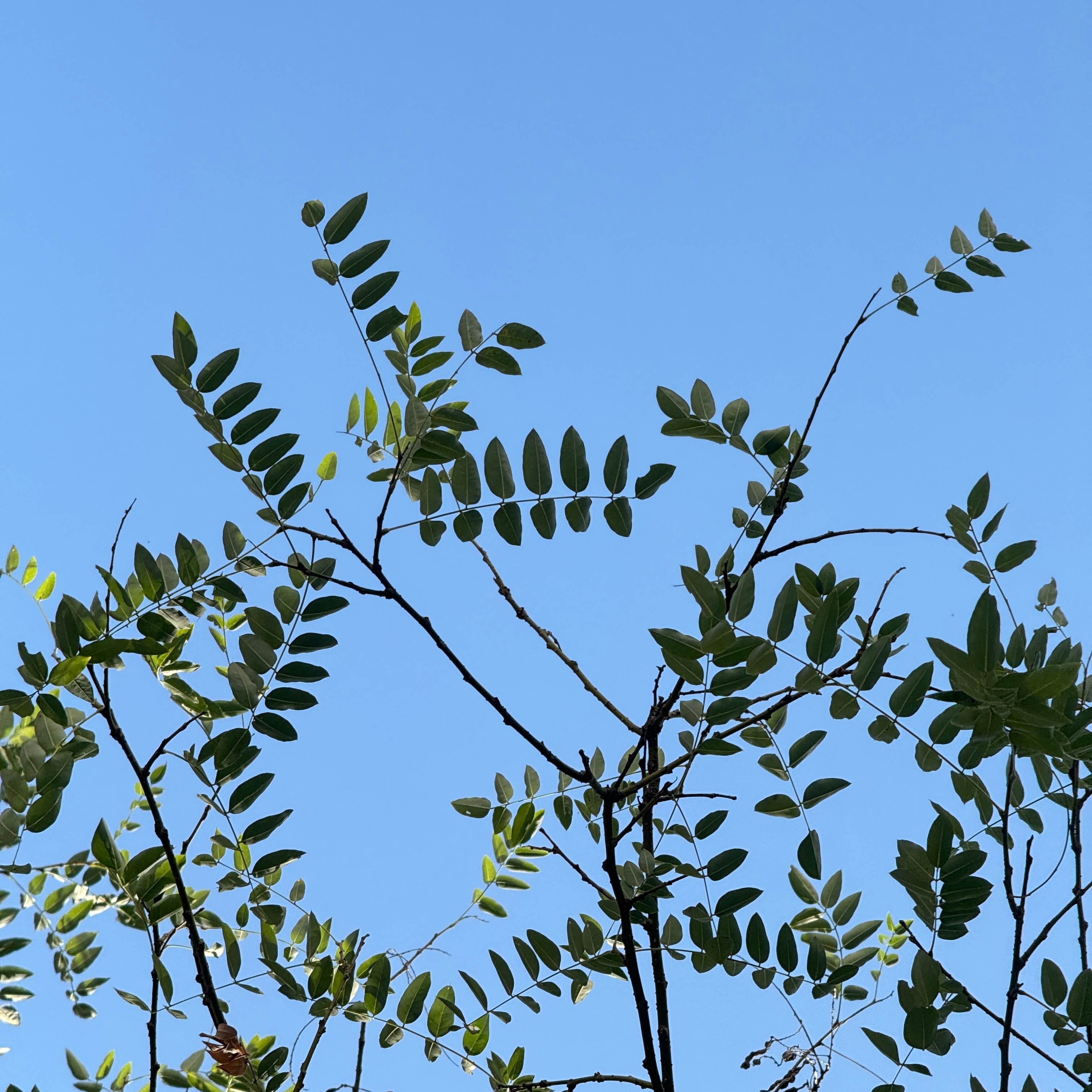 树影错落，阳光漫过云层。于枝叶缝隙间，撞见整片晴空。睡个好觉[月亮]٩(๑´0`