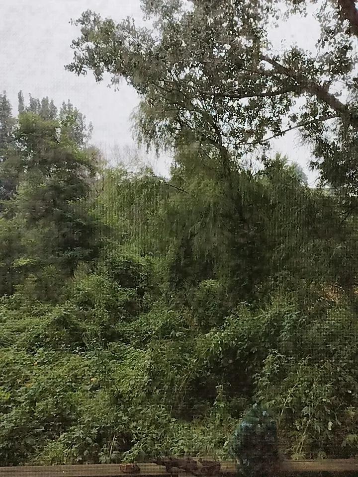 我不知道什么是厄尔尼诺，我只知道今年出奇的热，热的时间好长，真的可以用“度日如年