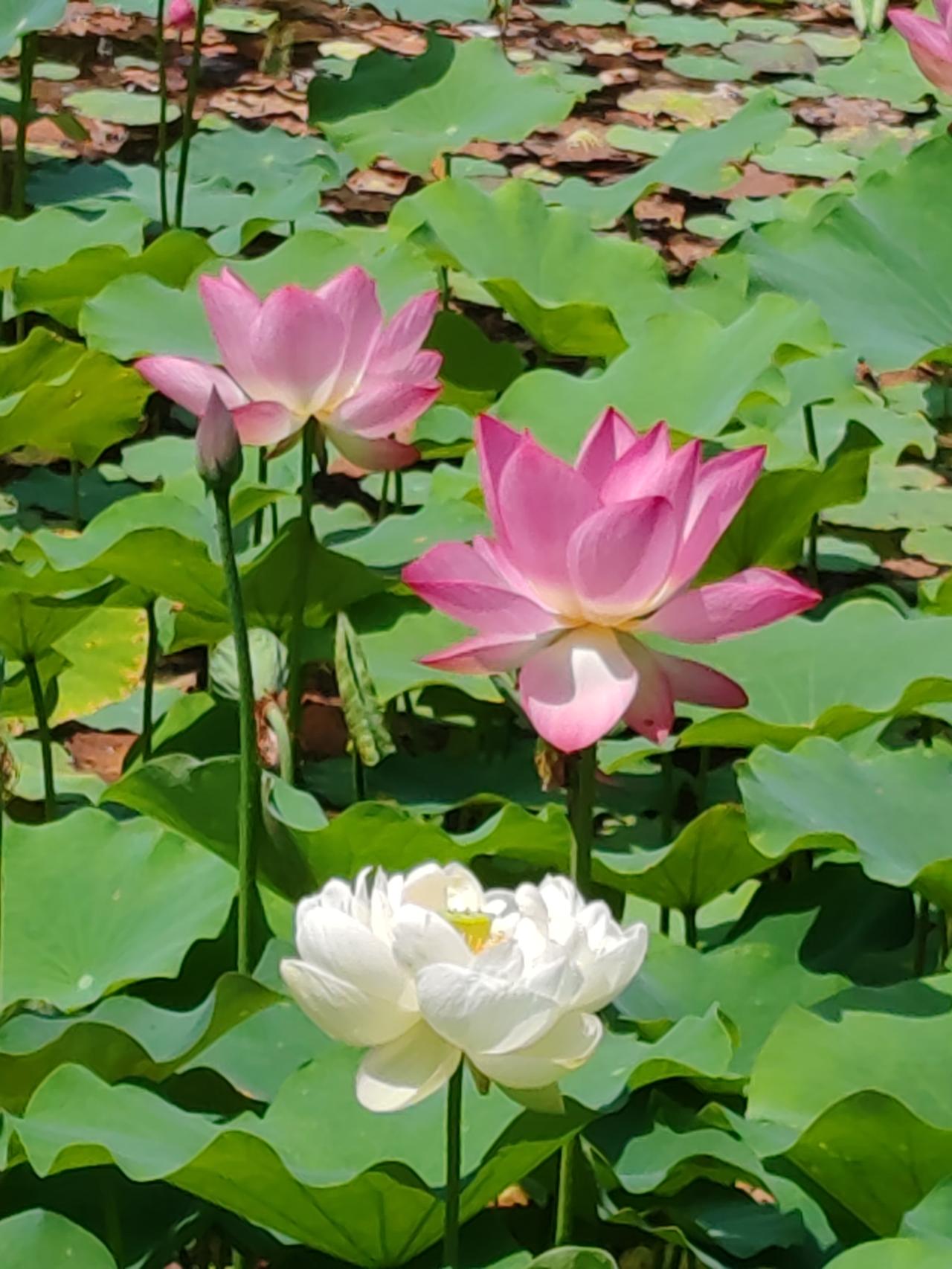 夏日生活打卡季《美荷》七月荷塘荷正美，子孙三代叙人伦。莲蓬新结蕾在睡，荷花主政美