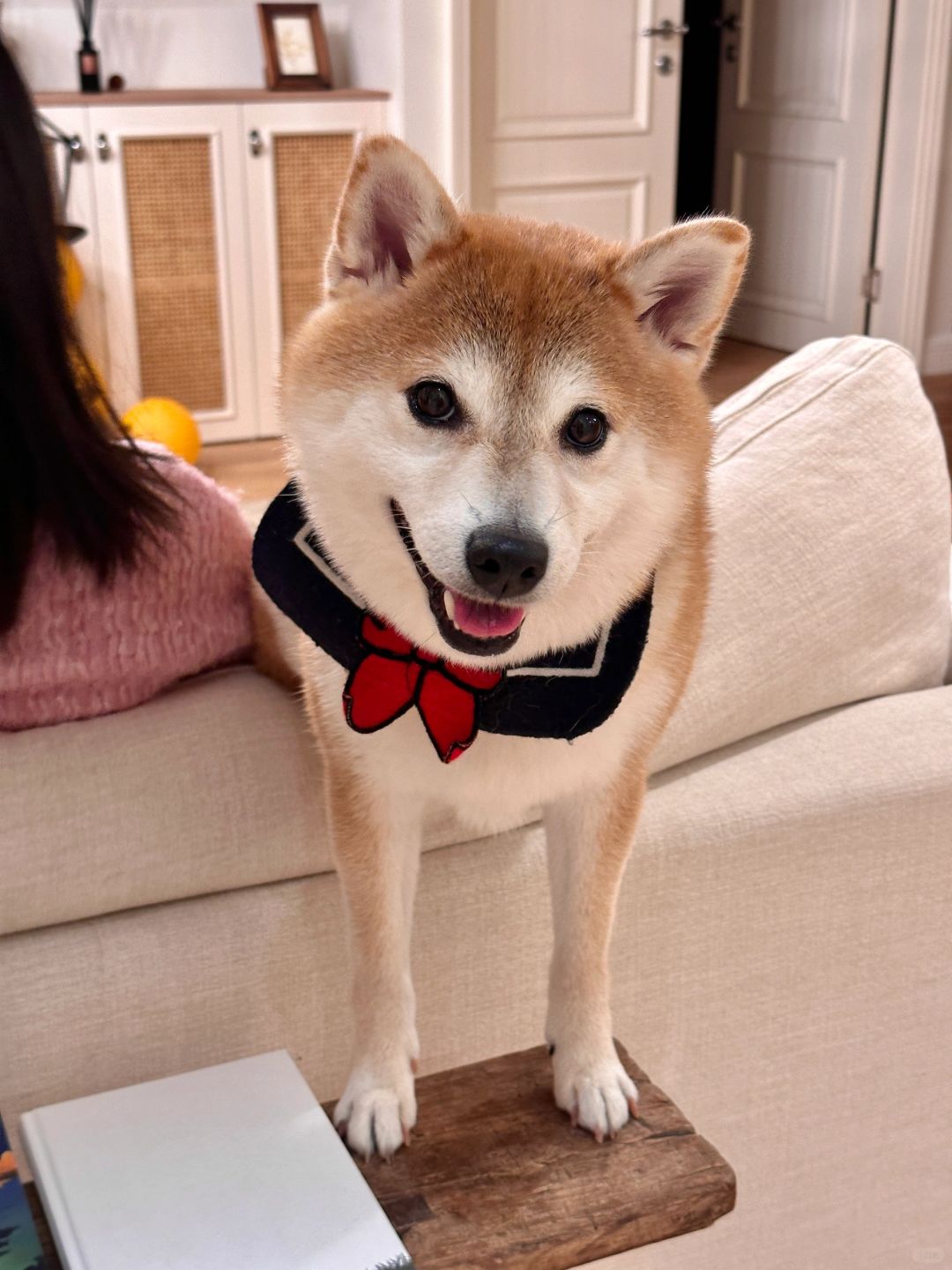 爱狗如养花