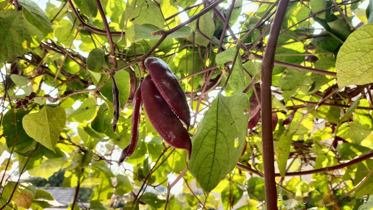 发愁！紫梅豆采摘太多啦，根本吃不完！

老家的梅豆好多几天没摘了，今天上午回家，