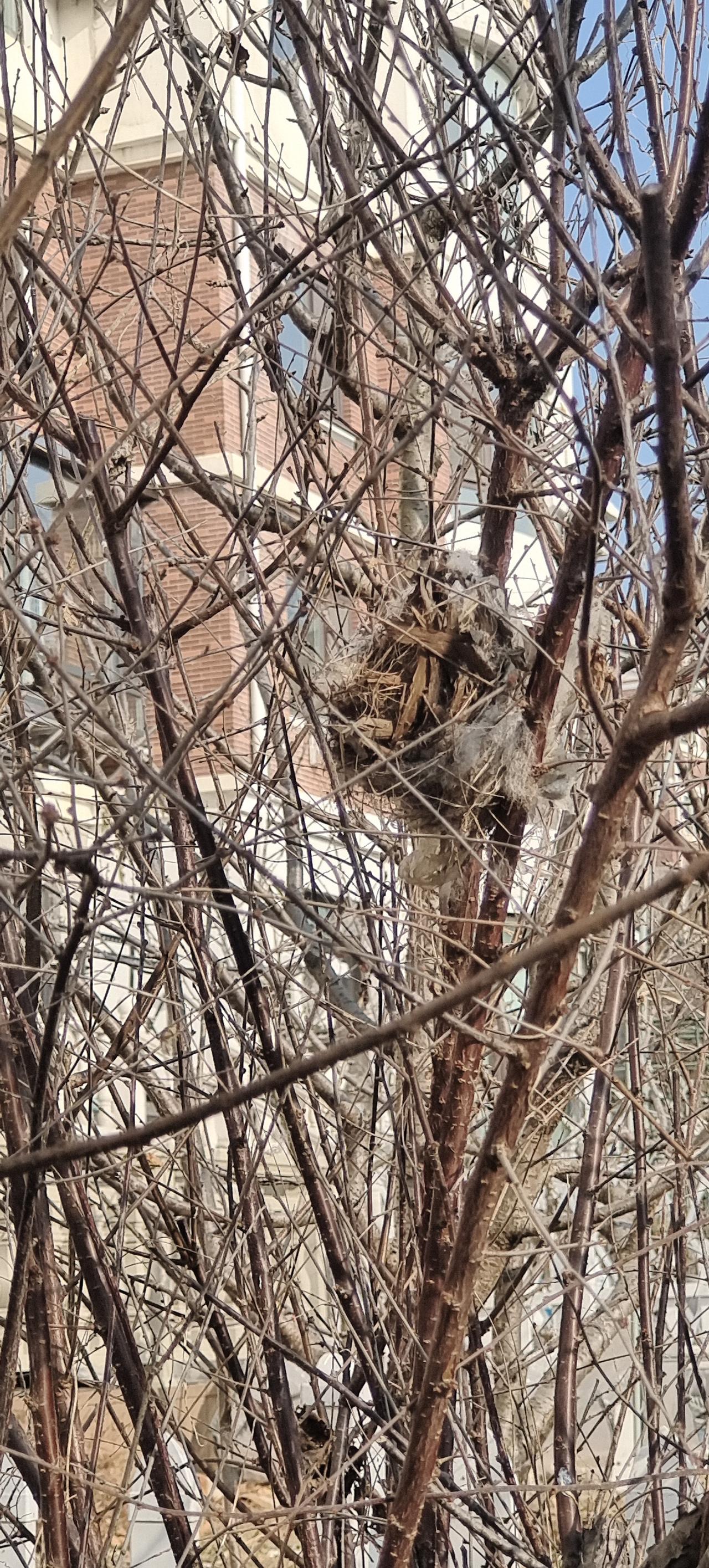 周边环境好了，鸟儿多起来了
春到隐枝头，冬来见鸟巢。
偶看云端飞，时闻叶底笑。