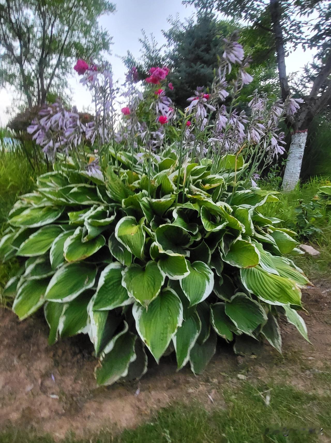 夏日花园里的紫色花海，清新自然，美不胜收！🌸🌿
