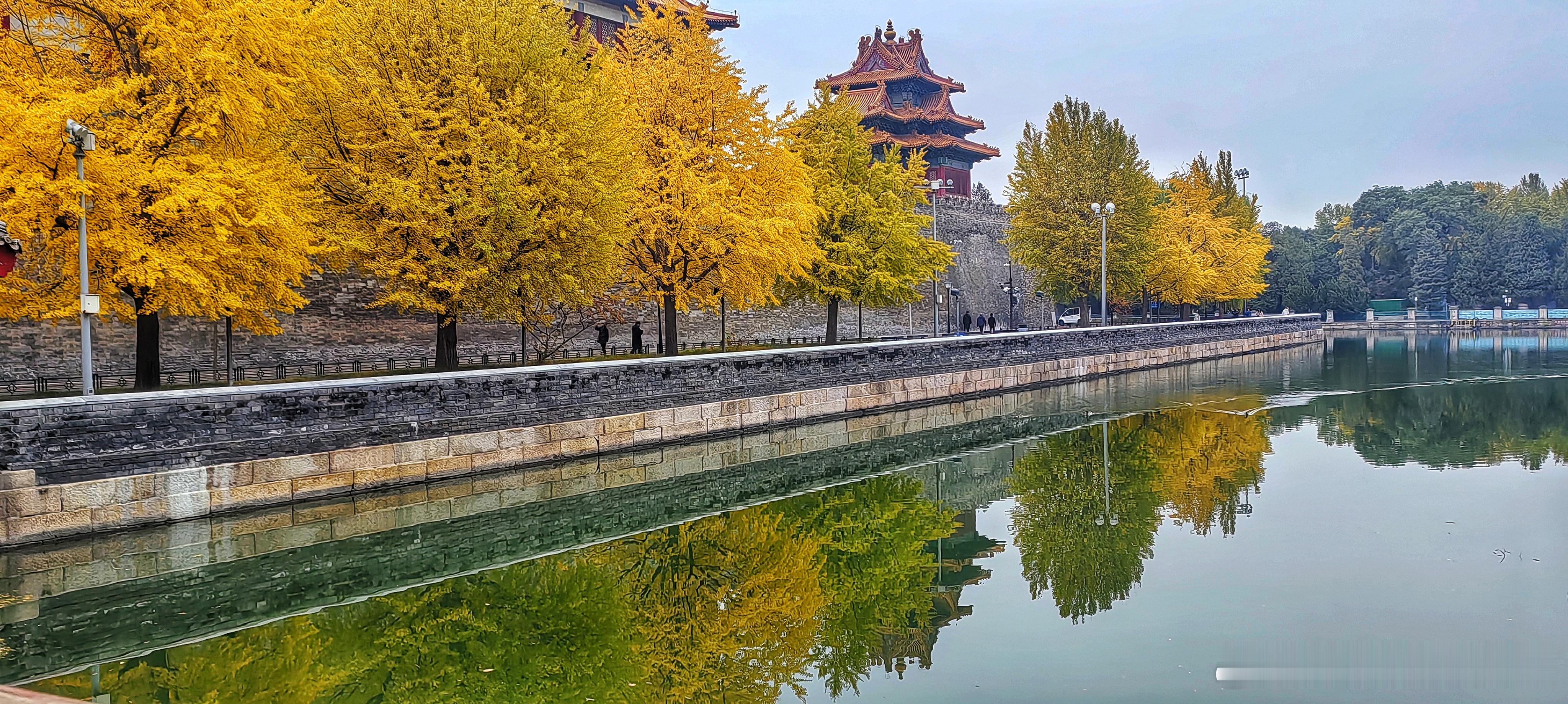 故宫西南角楼银杏渐入佳境，小伙伴儿们快来打卡吧！2025.10.31秋日北京漫游