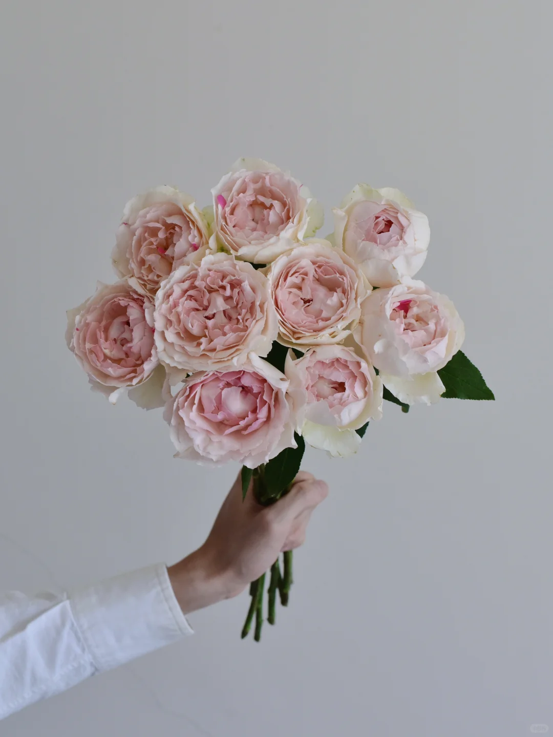 月季·钱特玛丽