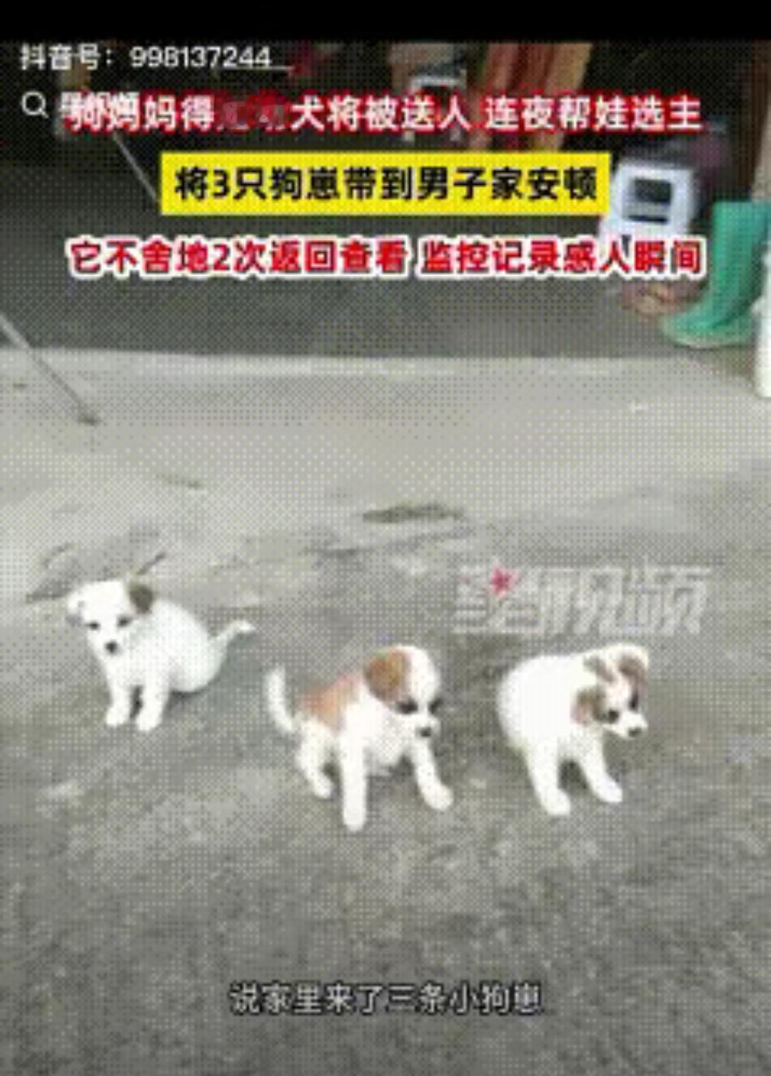 狗狗居然会“听懂人话”还自己送崽？广东陈先生一句随口的“小狗太多要送人”，直接让