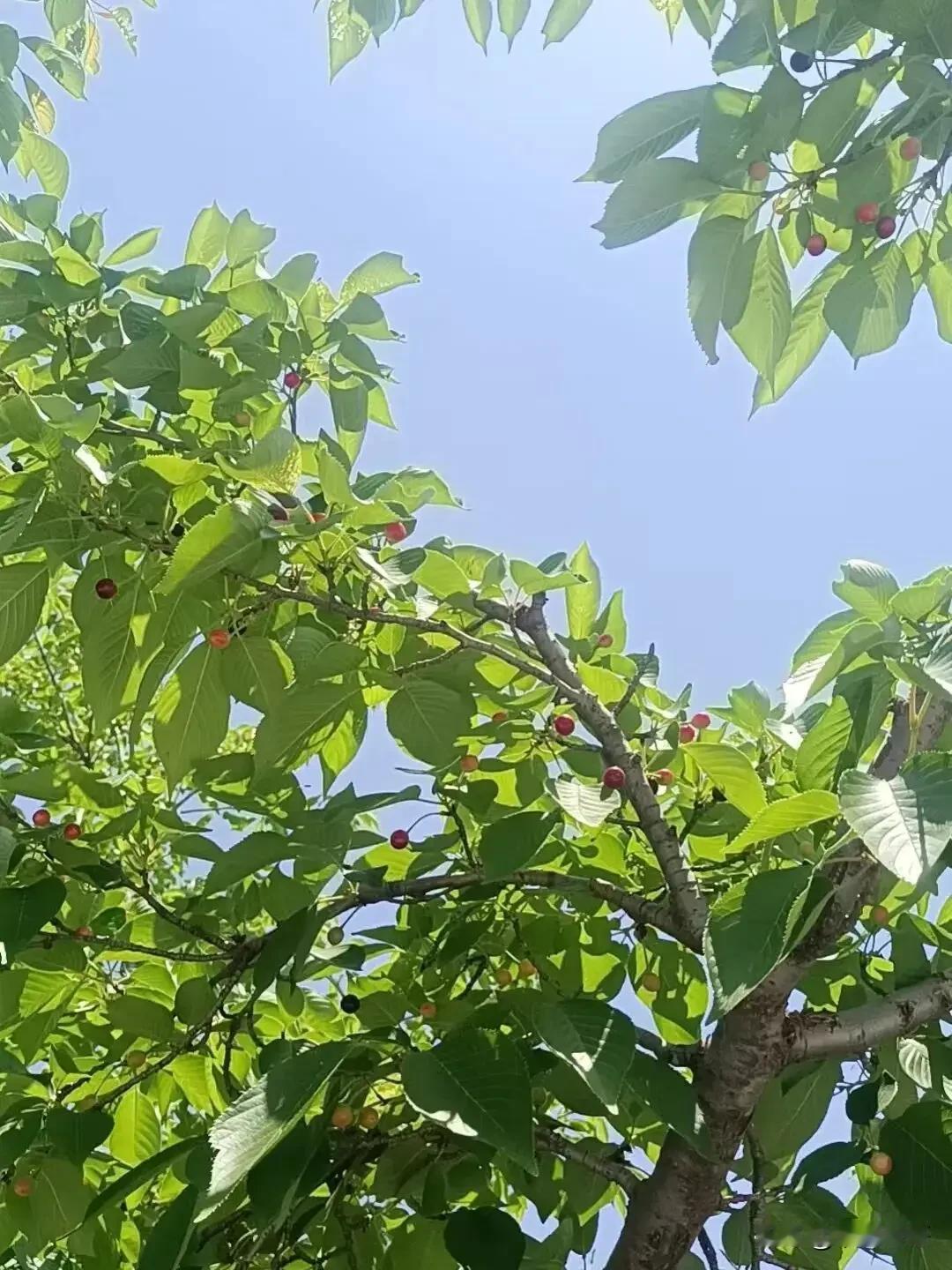 揭一种常见陋习之害
在一些人传统而陈腐的狭隘念头中，有一种令人齿冷的妒忌和不平衡