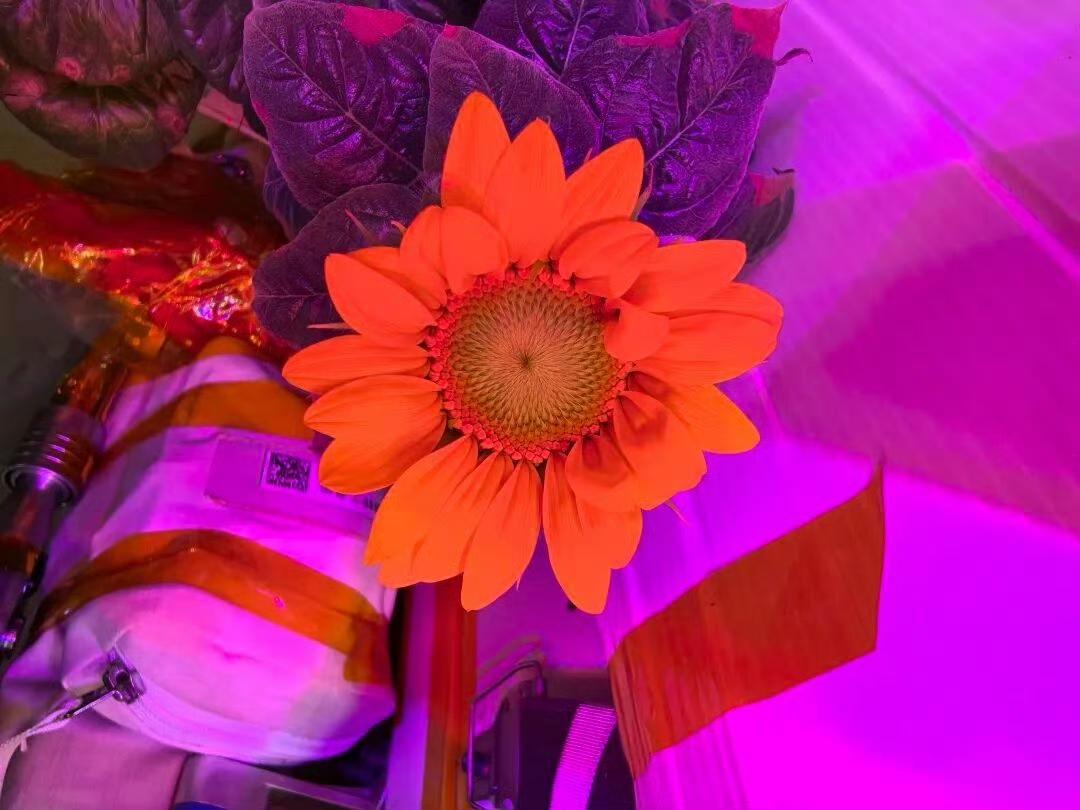 天宫上盛开的向日葵。在400公里高的天宫空间站里，这朵向日葵挣脱地心引力，在人造