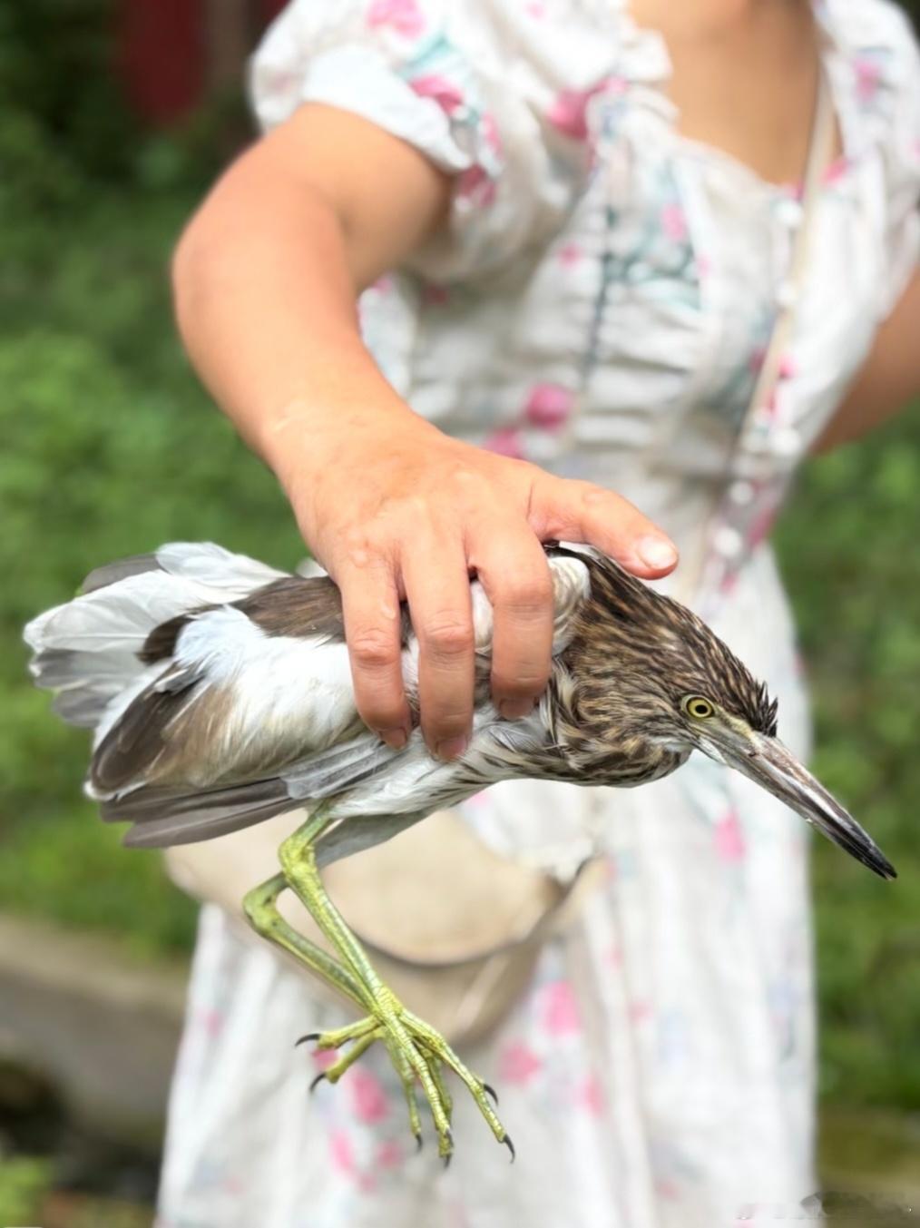 公园里游客抓到的一只鸟，好大一只啊！不知道是什么鸟？ ​​​