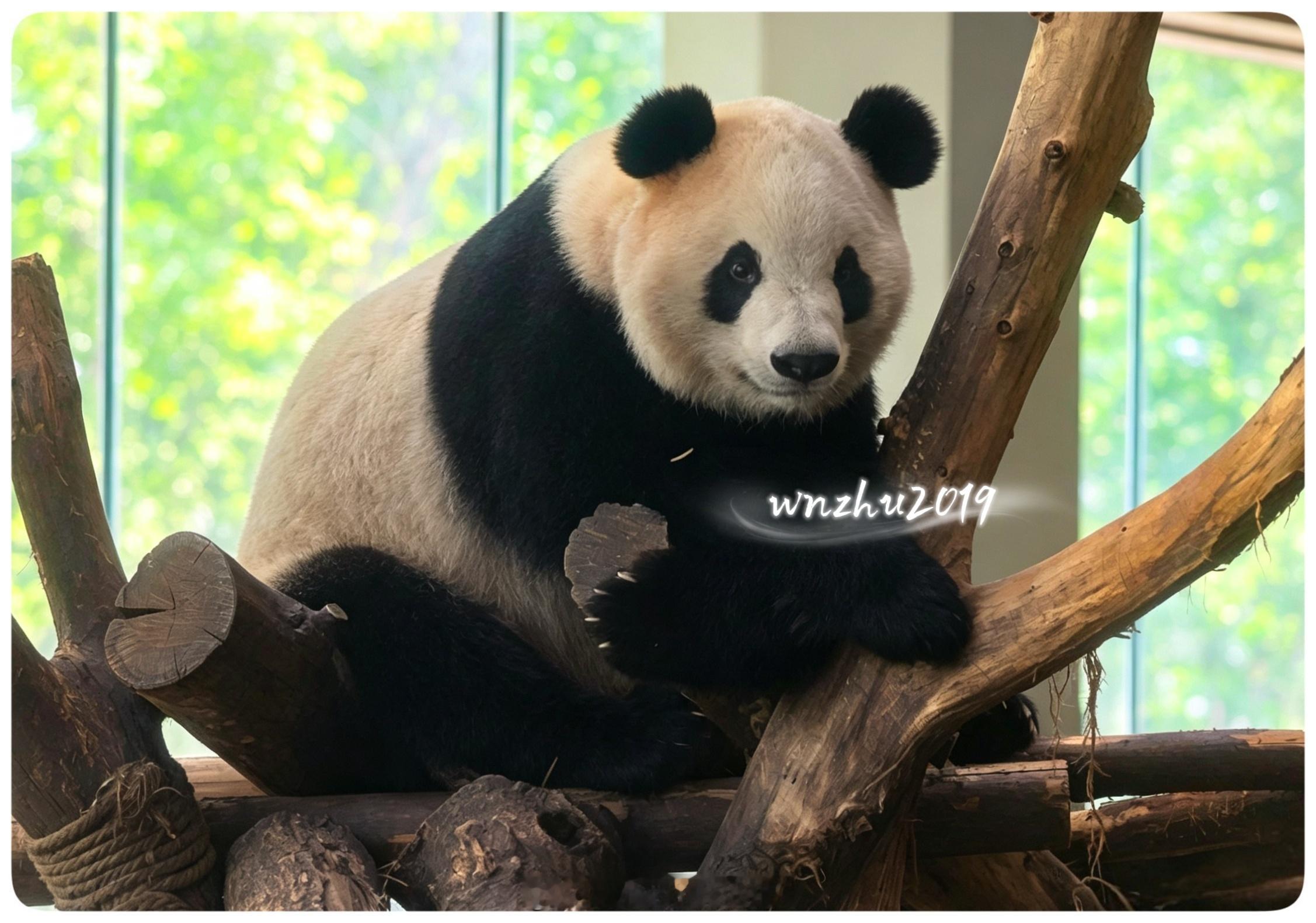 大熊猫福双 甜甜的小福双 