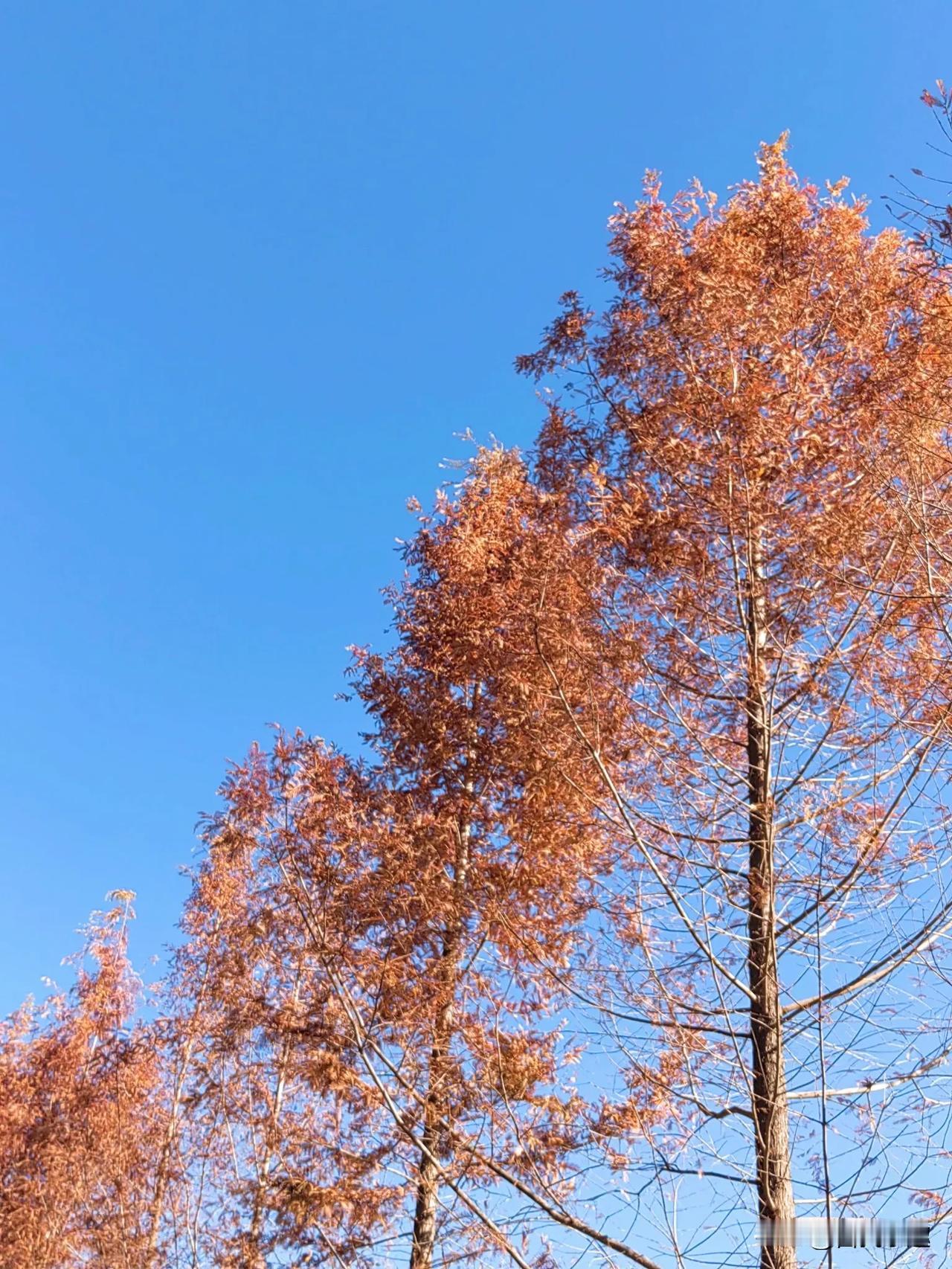 蓝天下的红色水杉，像花一样美丽！