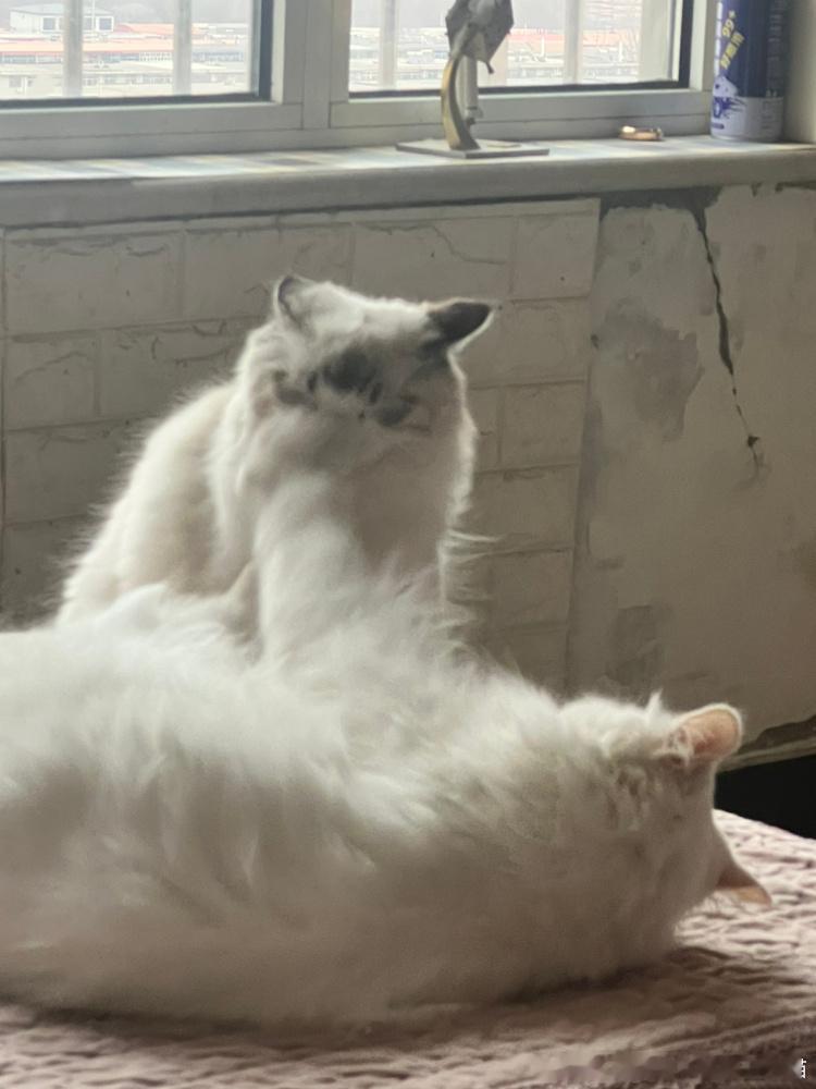 49157【】打猫脸，心灵坏😡 