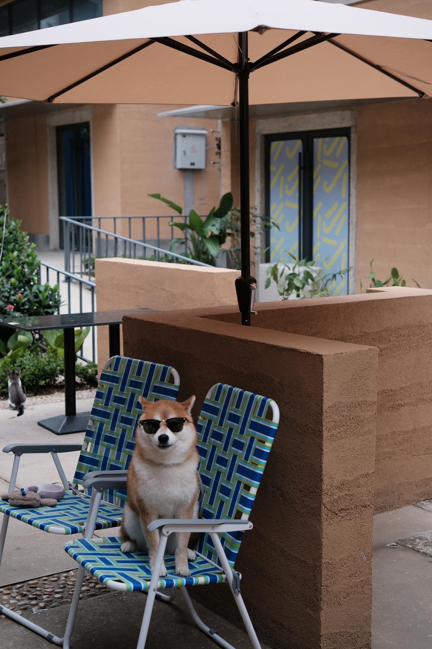 摘下的不是墨镜，是我的气场。