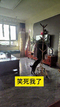 小黑猫意外摸出来衣帽架带轱辘能挪动，天天闲着就顶着架子四处转圈推着玩。小脑袋抵住