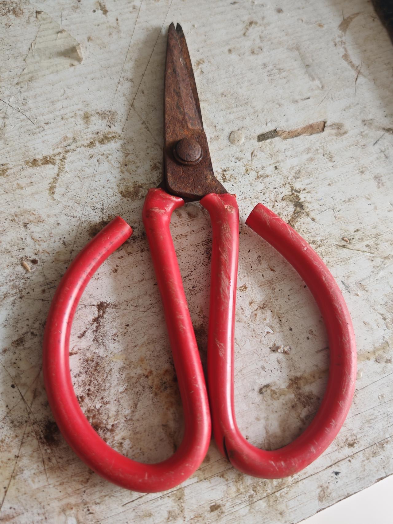 大约半个月前，球馆里的一把公用剪刀，锈迹斑斑，无法使用，馆长让我帮忙修整一下。