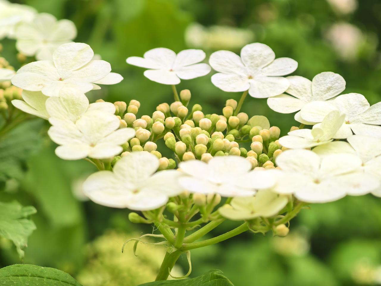 谁有手机拍摄的花花发上来 发一张图片看看你们的人间仙境