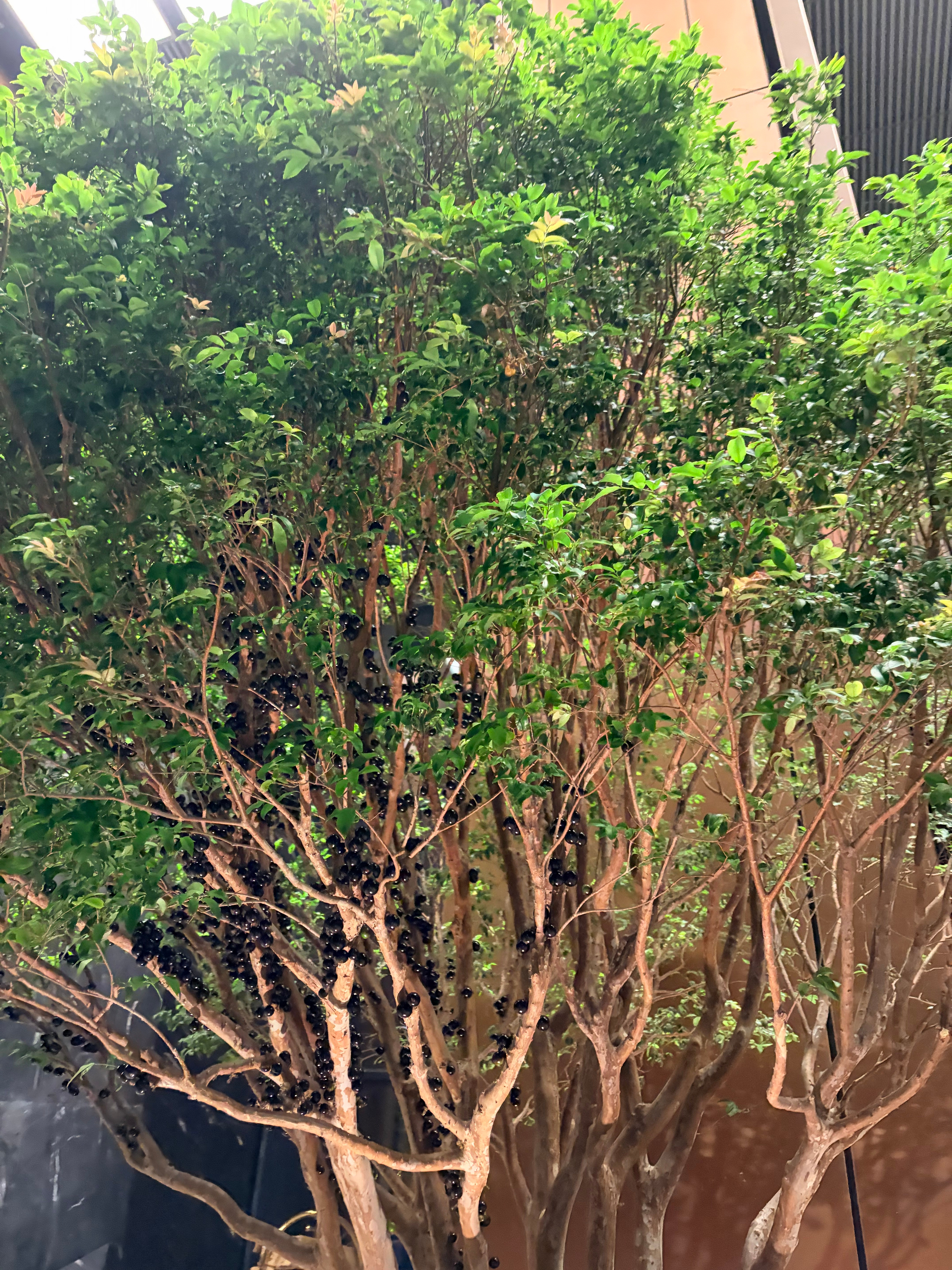 厦门酒店门口的景观树凑近一看好多黑色小果实有人知道这东西是啥吗密集恐惧症慎点… 