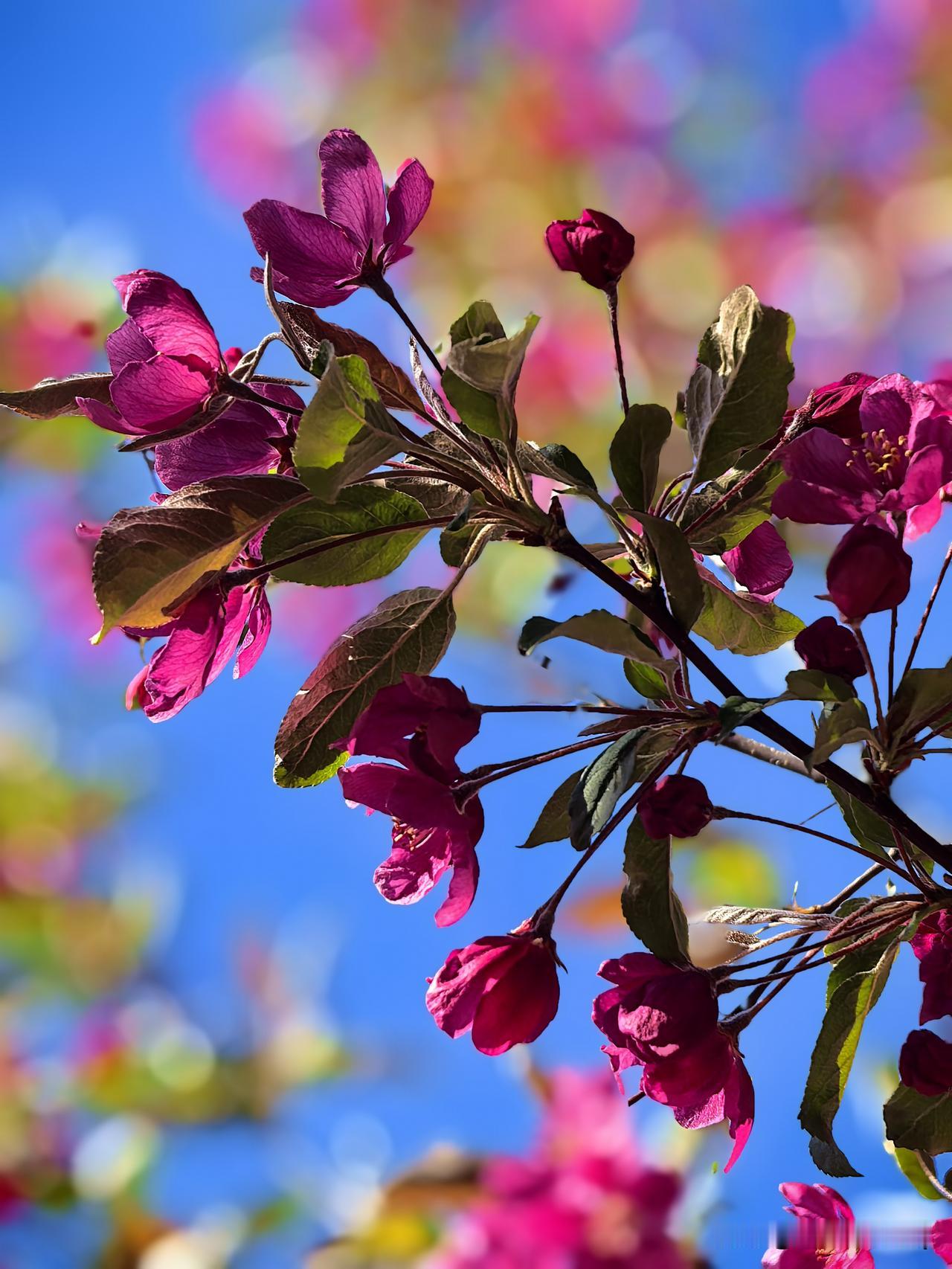 分享一下海棠花的相片抬眼撞见满树海棠，粉云缀枝、暗香轻绕，不似桃艳，不若梨白，自