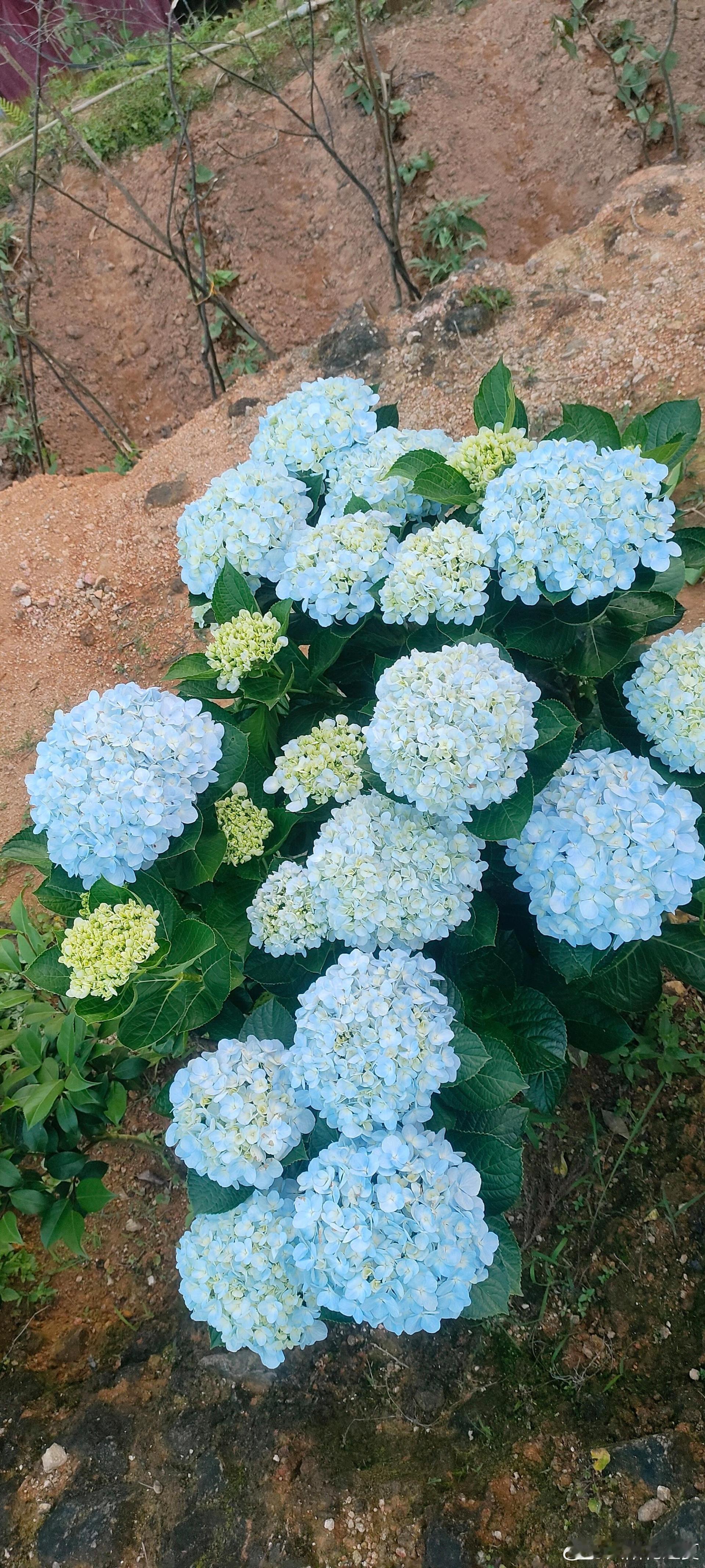 绣球盛放，赴一场温柔的夏日花事想～ 