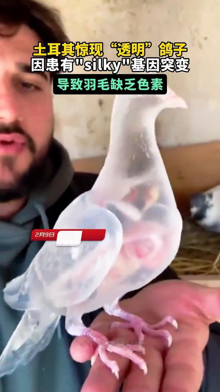 土耳其惊现"透明"鸽子，因患有"silky"基因突变导致羽毛缺乏色素。
来源：国