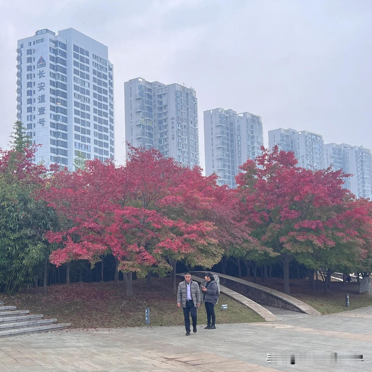 我的摄影日记一场秋雨之后，深秋渐近，湿地公园的颜色开始变化