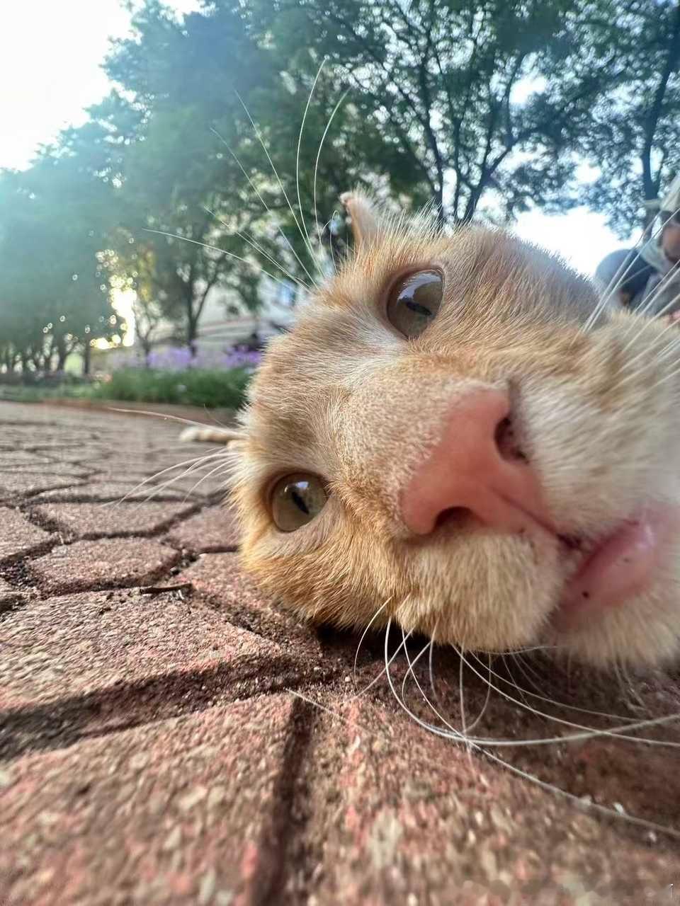 50465【丑猫】自拍吐舌头（皮下觉得还挺可爱的） 