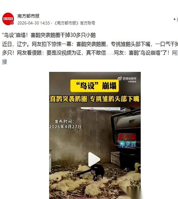 辽宁那位大姐推开鹅圈门的时候，手在门把上停了一下。
往日叽叽喳喳跟炸了锅一样的鹅