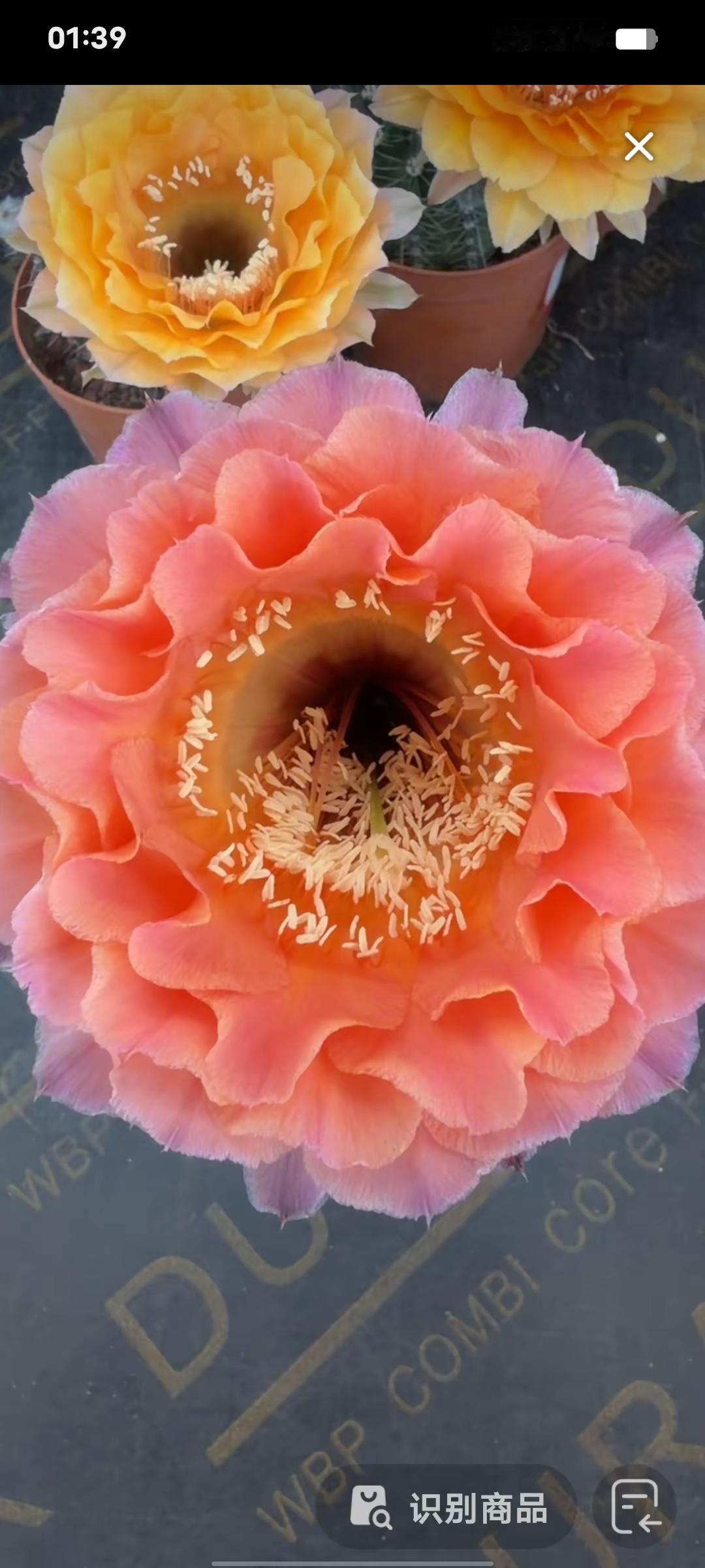 @雅森园艺 他们家的花太美了